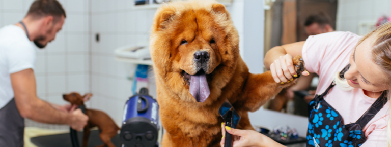 Pet Businesses Banner