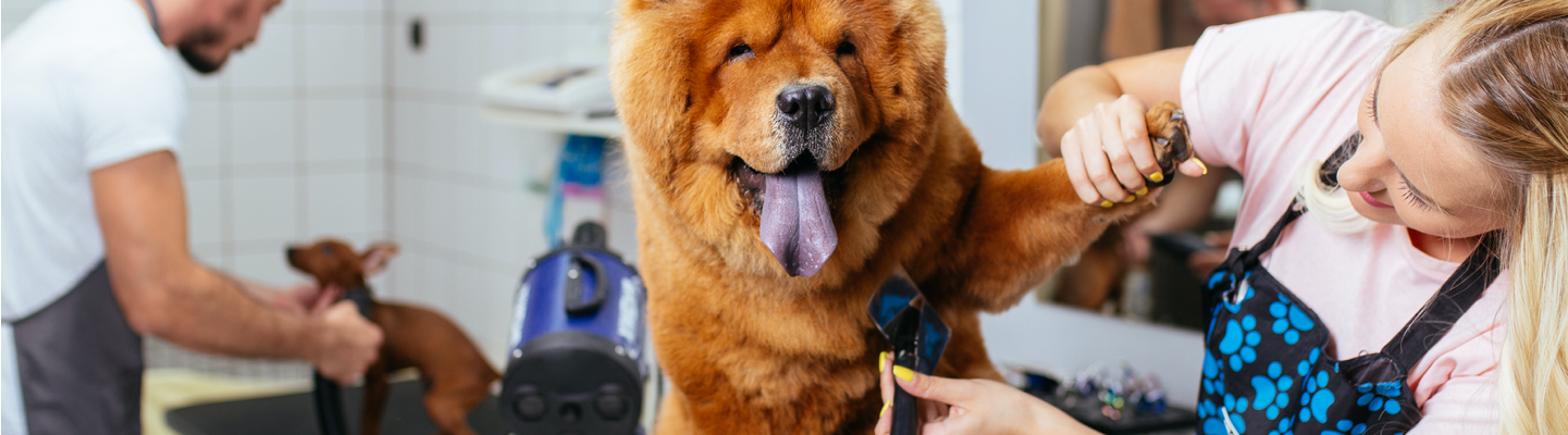 Pet Businesses Banner