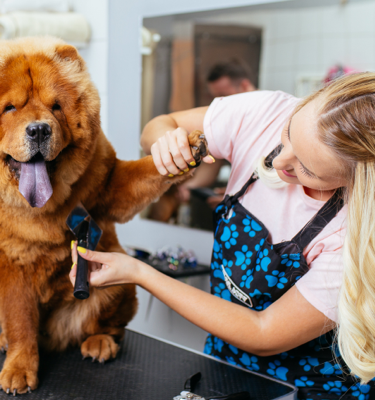 Pet Businesses Banner